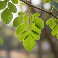MoringIn™ Moringa Oleifera Leaf Extract